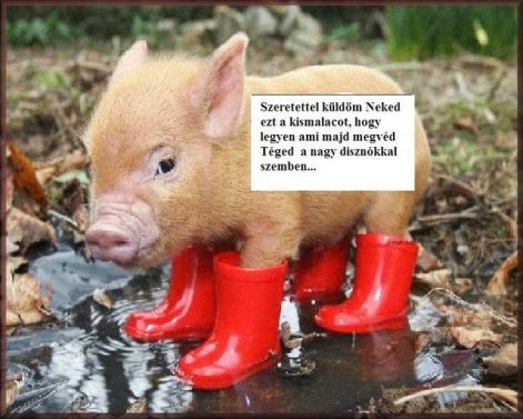 szerencsemalac.jpg